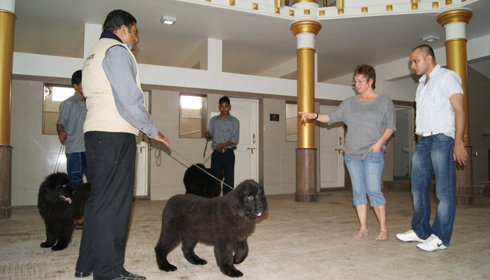 Image Caption